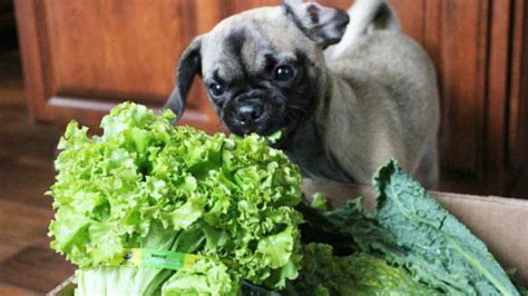 Can Dog Eat Lettuce